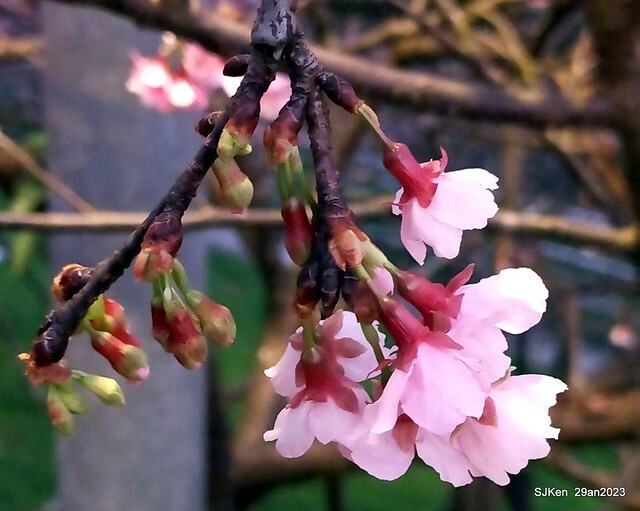 「2023內湖樂活公園賞夜櫻」(Cherryblossoms night scenery at Ne-hu park, Taipei, Taiwan, SJKen, Jan 29, 2023.
