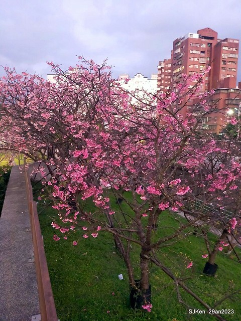 「2023內湖樂活公園賞夜櫻」(Cherryblossoms night scenery at Ne-hu park, Taipei, Taiwan, SJKen, Jan 29, 2023.