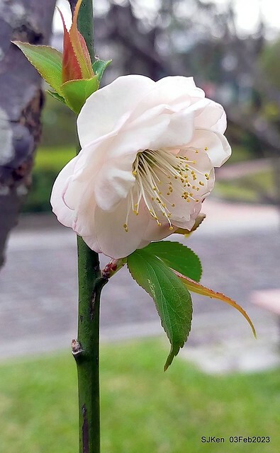 「中正紀念堂賞宮粉梅」 ( Flowering Apricots at CKS Memorial Hall), SJKen, Taipei, Taiwan, Feb 3. 2023 )