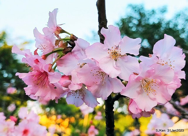 國父紀念館賞河津櫻(Prunus lannesiana cv. Kawazu-zakura at Sun Yat-Sen Memorial Hall), Taipei , Taiwan, SJKen, Jan 31, 2023.