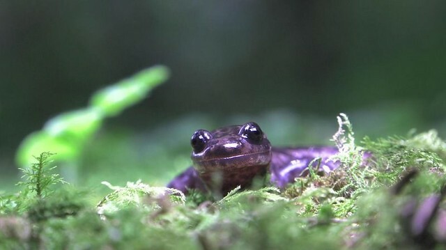 The Movie posters and stills of Taiwan record movie 紀錄片電影新作《山椒魚來了》(Good Morie MIT) is lauching from Feb 10, 2023 onwards in Taiwan.