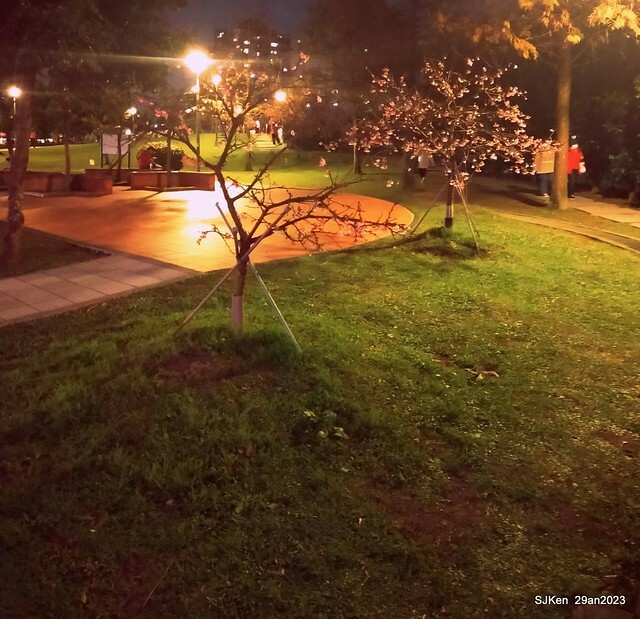 「2023內湖樂活公園賞夜櫻」(Cherryblossoms night scenery at Ne-hu park, Taipei, Taiwan, SJKen, Jan 29, 2023.