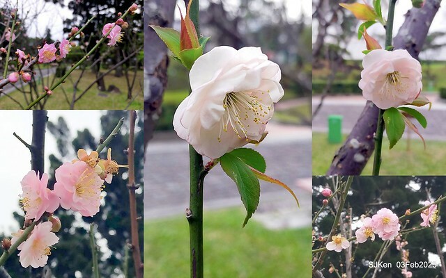 「中正紀念堂賞宮粉梅」 ( Flowering Apricots at CKS Memorial Hall), SJKen, Taipei, Taiwan, Feb 3. 2023 )