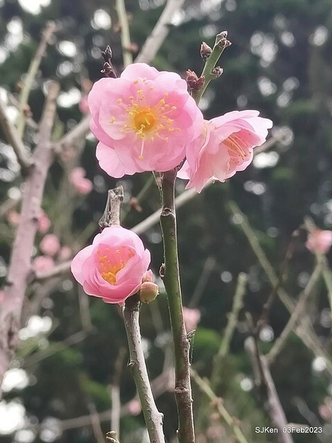 「中正紀念堂賞宮粉梅」 ( Flowering Apricots at CKS Memorial Hall), SJKen, Taipei, Taiwan, Feb 3. 2023 )