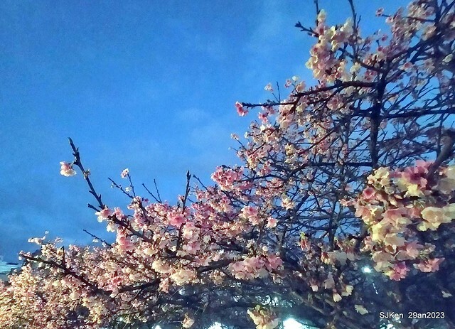 「2023內湖樂活公園賞夜櫻」(Cherryblossoms night scenery at Ne-hu park, Taipei, Taiwan, SJKen, Jan 29, 2023.