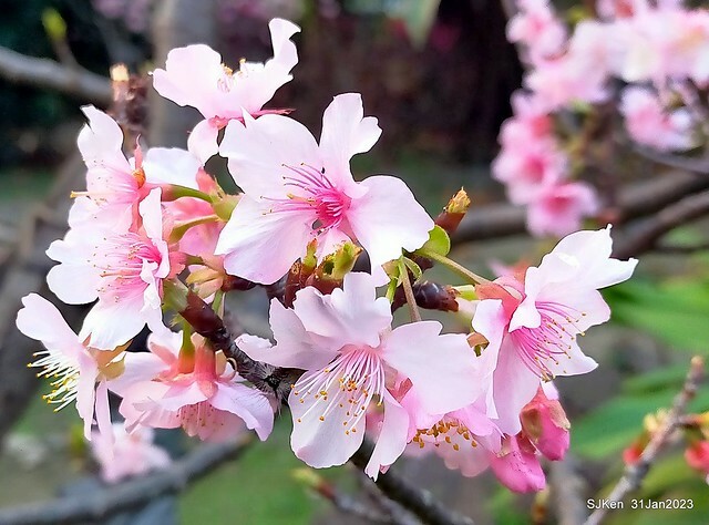 國父紀念館賞河津櫻(Prunus lannesiana cv. Kawazu-zakura at Sun Yat-Sen Memorial Hall), Taipei , Taiwan, SJKen, Jan 31, 2023.
