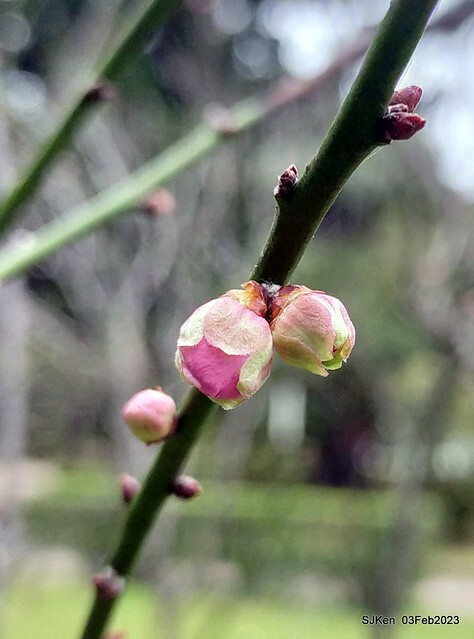 「中正紀念堂賞宮粉梅」 ( Flowering Apricots at CKS Memorial Hall), SJKen, Taipei, Taiwan, Feb 3. 2023 )