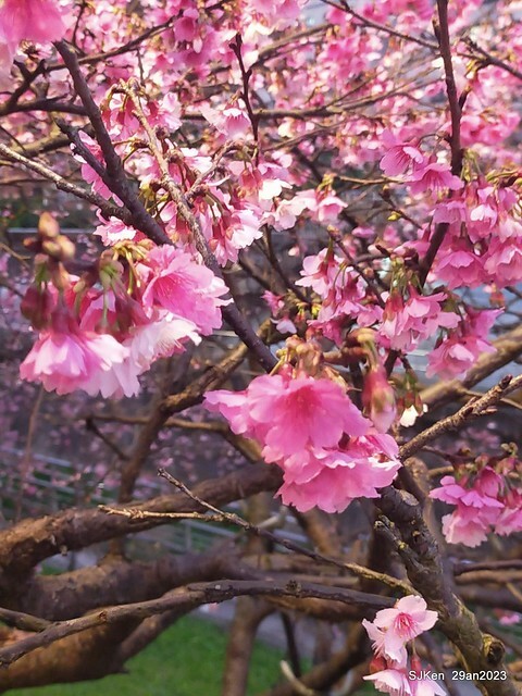 「2023內湖樂活公園賞夜櫻」(Cherryblossoms night scenery at Ne-hu park, Taipei, Taiwan, SJKen, Jan 29, 2023.