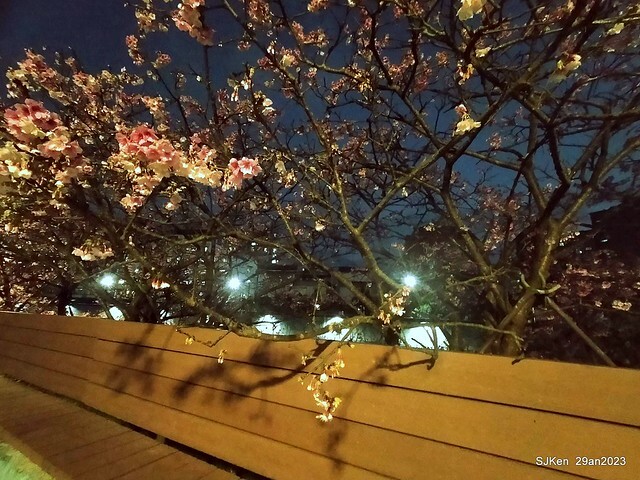 「2023內湖樂活公園賞夜櫻」(Cherryblossoms night scenery at Ne-hu park, Taipei, Taiwan, SJKen, Jan 29, 2023.
