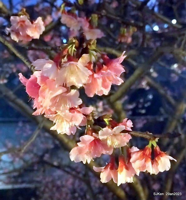 「2023內湖樂活公園賞夜櫻」(Cherryblossoms night scenery at Ne-hu park, Taipei, Taiwan, SJKen, Jan 29, 2023.