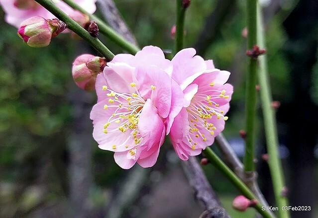 「中正紀念堂賞宮粉梅」 ( Flowering Apricots at CKS Memorial Hall), SJKen, Taipei, Taiwan, Feb 3. 2023 )