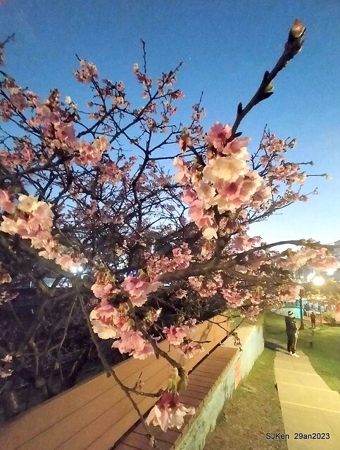「2023內湖樂活公園賞夜櫻」(Cherryblossoms night scenery at Ne-hu park, Taipei, Taiwan, SJKen, Jan 29, 2023.