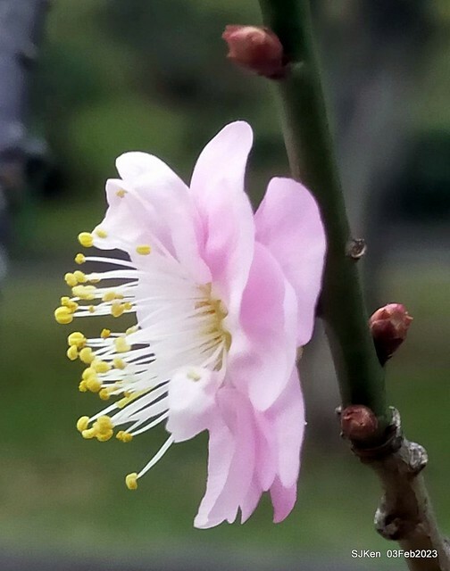 「中正紀念堂賞宮粉梅」 ( Flowering Apricots at CKS Memorial Hall), SJKen, Taipei, Taiwan, Feb 3. 2023 )