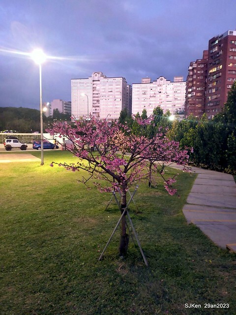 「2023內湖樂活公園賞夜櫻」(Cherryblossoms night scenery at Ne-hu park, Taipei, Taiwan, SJKen, Jan 29, 2023.