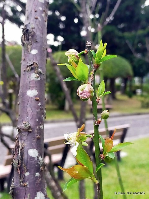 「中正紀念堂賞宮粉梅」 ( Flowering Apricots at CKS Memorial Hall), SJKen, Taipei, Taiwan, Feb 3. 2023 )