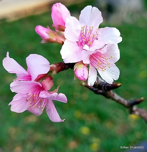 國父紀念館賞河津櫻(Prunus lannesiana cv. Kawazu-zakura at Sun Yat-Sen Memorial Hall), Taipei , Taiwan, SJKen, Jan 31, 2023.