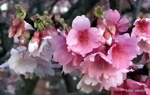 「2023內湖樂活公園賞夜櫻」(Cherryblossoms night scenery at Ne-hu park, Taipei, Taiwan, SJKen, Jan 29, 2023.