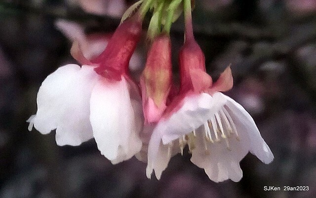 「2023內湖樂活公園賞夜櫻」(Cherryblossoms night scenery at Ne-hu park, Taipei, Taiwan, SJKen, Jan 29, 2023.