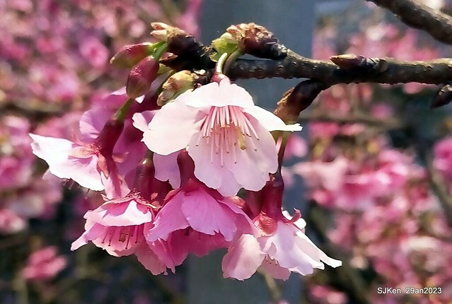 「2023內湖樂活公園賞夜櫻」(Cherryblossoms night scenery at Ne-hu park, Taipei, Taiwan, SJKen, Jan 29, 2023.
