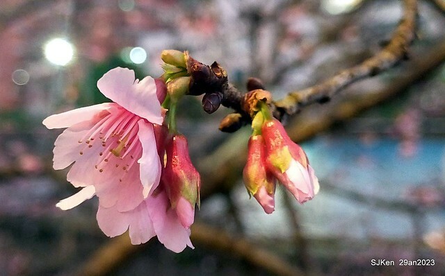 「2023內湖樂活公園賞夜櫻」(Cherryblossoms night scenery at Ne-hu park, Taipei, Taiwan, SJKen, Jan 29, 2023.