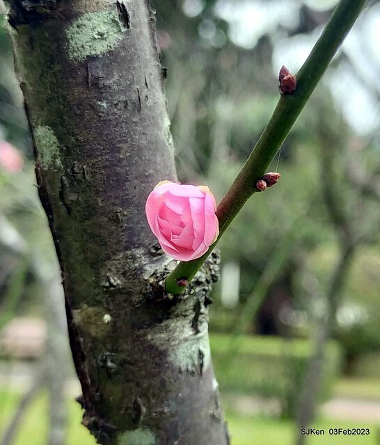 「中正紀念堂賞宮粉梅」 ( Flowering Apricots at CKS Memorial Hall), SJKen, Taipei, Taiwan, Feb 3. 2023 )