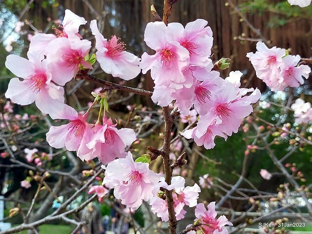 國父紀念館賞河津櫻(Prunus lannesiana cv. Kawazu-zakura at Sun Yat-Sen Memorial Hall), Taipei , Taiwan, SJKen, Jan 31, 2023.