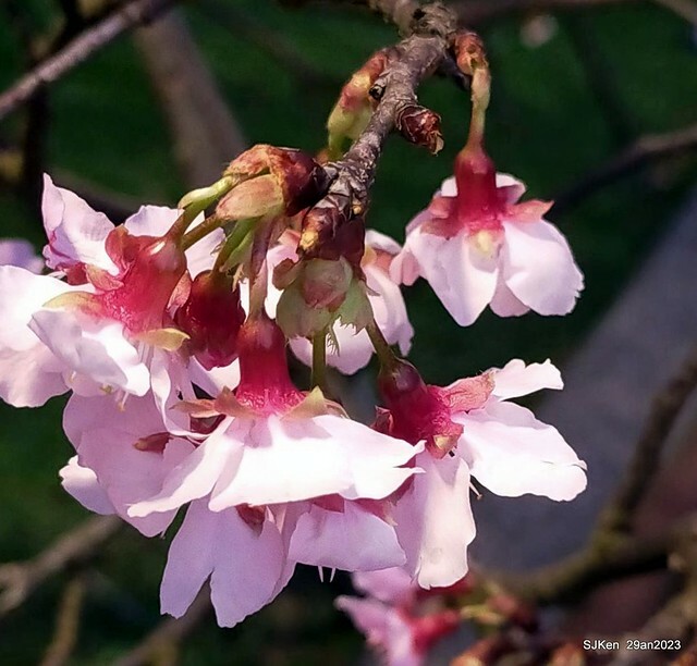 「2023內湖樂活公園賞夜櫻」(Cherryblossoms night scenery at Ne-hu park, Taipei, Taiwan, SJKen, Jan 29, 2023.