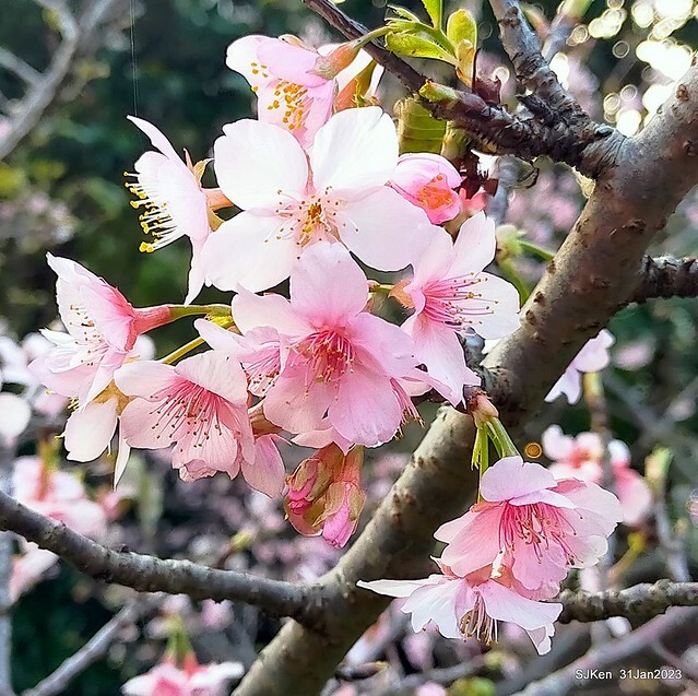 國父紀念館賞河津櫻(Prunus lannesiana cv. Kawazu-zakura at Sun Yat-Sen Memorial Hall), Taipei , Taiwan, SJKen, Jan 31, 2023.