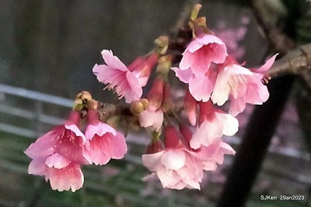 「2023內湖樂活公園賞夜櫻」(Cherryblossoms night scenery at Ne-hu park, Taipei, Taiwan, SJKen, Jan 29, 2023.