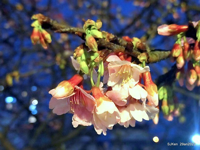 「2023內湖樂活公園賞夜櫻」(Cherryblossoms night scenery at Ne-hu park, Taipei, Taiwan, SJKen, Jan 29, 2023.
