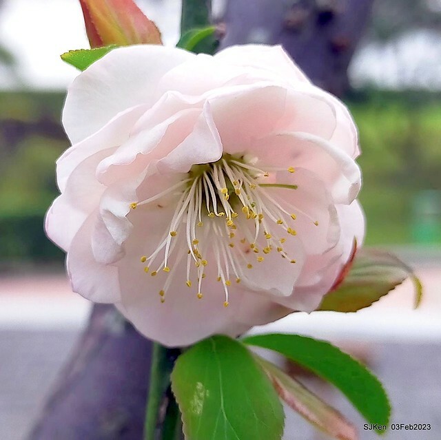「中正紀念堂賞宮粉梅」 ( Flowering Apricots at CKS Memorial Hall), SJKen, Taipei, Taiwan, Feb 3. 2023 )