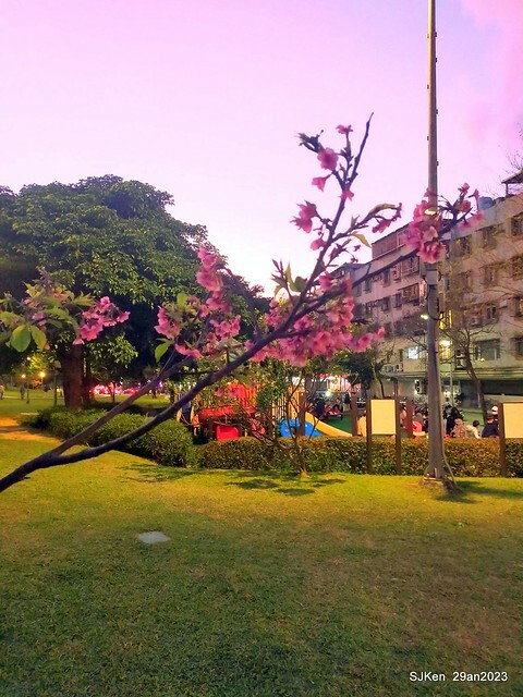 「2023內湖樂活公園賞夜櫻」(Cherryblossoms night scenery at Ne-hu park, Taipei, Taiwan, SJKen, Jan 29, 2023.