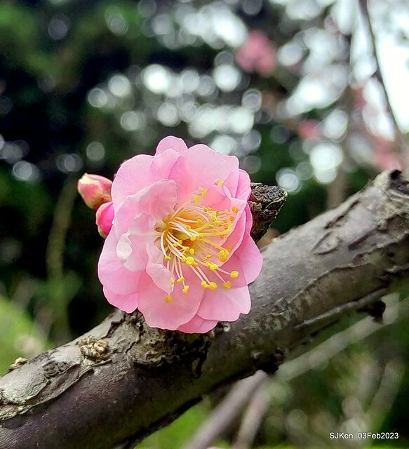 「中正紀念堂賞宮粉梅」 ( Flowering Apricots at CKS Memorial Hall), SJKen, Taipei, Taiwan, Feb 3. 2023 )