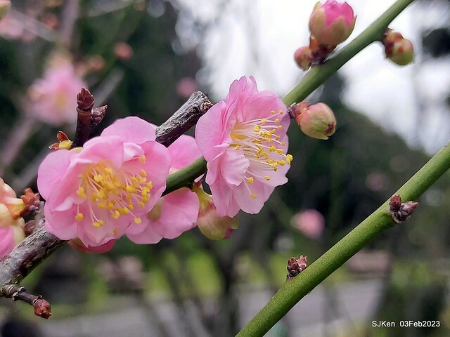 「中正紀念堂賞宮粉梅」 ( Flowering Apricots at CKS Memorial Hall), SJKen, Taipei, Taiwan, Feb 3. 2023 )
