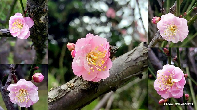 「中正紀念堂賞宮粉梅」 ( Flowering Apricots at CKS Memorial Hall), SJKen, Taipei, Taiwan, Feb 3. 2023 )