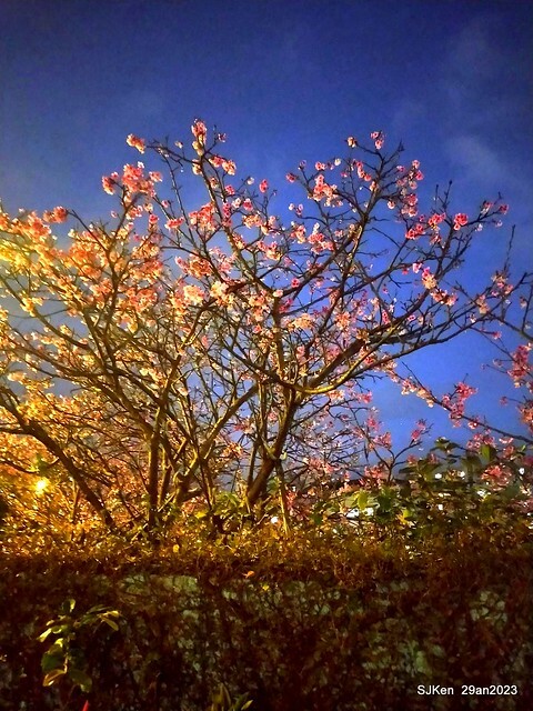「2023內湖樂活公園賞夜櫻」(Cherryblossoms night scenery at Ne-hu park, Taipei, Taiwan, SJKen, Jan 29, 2023.