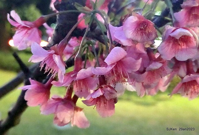 「2023內湖樂活公園賞夜櫻」(Cherryblossoms night scenery at Ne-hu park, Taipei, Taiwan, SJKen, Jan 29, 2023.