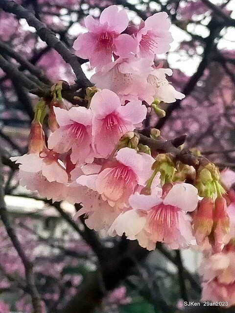 「2023內湖樂活公園賞夜櫻」(Cherryblossoms night scenery at Ne-hu park, Taipei, Taiwan, SJKen, Jan 29, 2023.