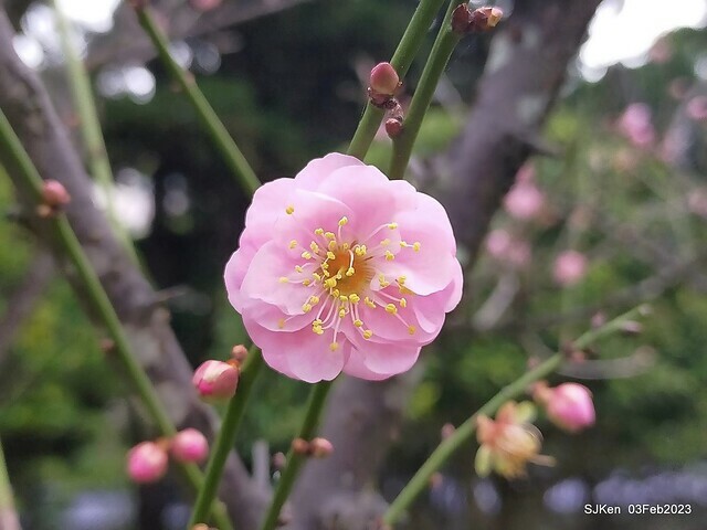 「中正紀念堂賞宮粉梅」 ( Flowering Apricots at CKS Memorial Hall), SJKen, Taipei, Taiwan, Feb 3. 2023 )