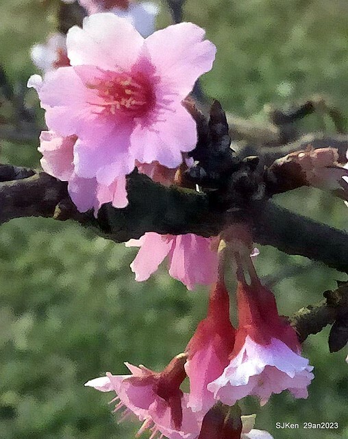 「2023內湖樂活公園賞夜櫻」(Cherryblossoms night scenery at Ne-hu park, Taipei, Taiwan, SJKen, Jan 29, 2023.