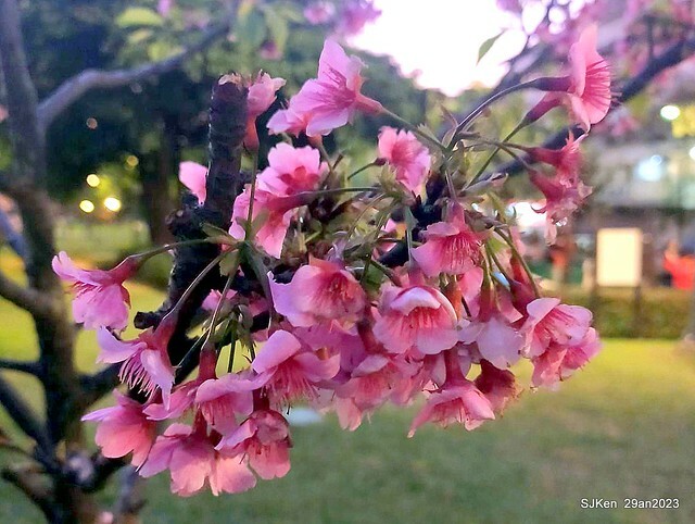 「2023內湖樂活公園賞夜櫻」(Cherryblossoms night scenery at Ne-hu park, Taipei, Taiwan, SJKen, Jan 29, 2023.