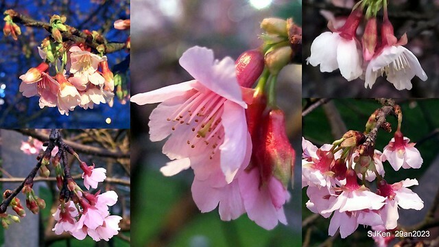 「2023內湖樂活公園賞夜櫻」(Cherryblossoms night scenery at Ne-hu park, Taipei, Taiwan, SJKen, Jan 29, 2023.