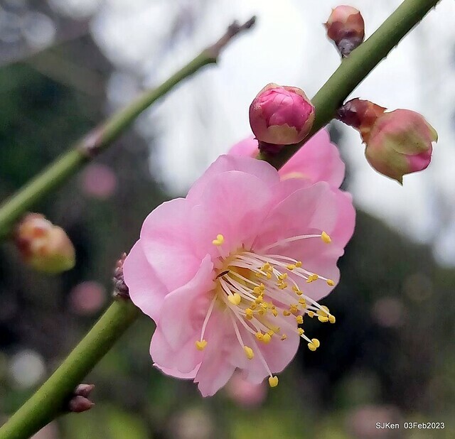 「中正紀念堂賞宮粉梅」 ( Flowering Apricots at CKS Memorial Hall), SJKen, Taipei, Taiwan, Feb 3. 2023 )