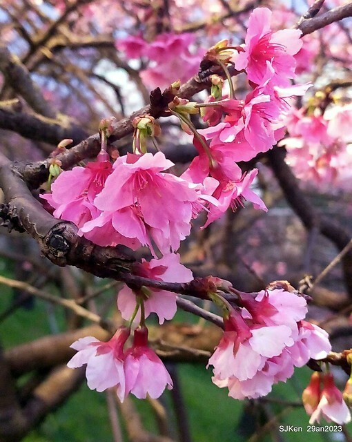 「2023內湖樂活公園賞夜櫻」(Cherryblossoms night scenery at Ne-hu park, Taipei, Taiwan, SJKen, Jan 29, 2023.