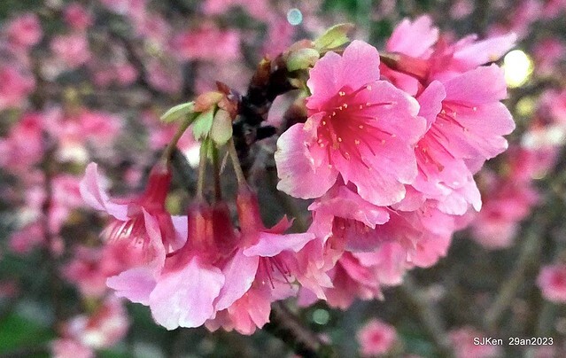 「2023內湖樂活公園賞夜櫻」(Cherryblossoms night scenery at Ne-hu park, Taipei, Taiwan, SJKen, Jan 29, 2023.
