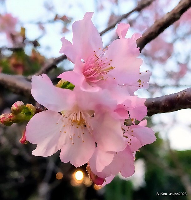 國父紀念館賞河津櫻(Prunus lannesiana cv. Kawazu-zakura at Sun Yat-Sen Memorial Hall), Taipei , Taiwan, SJKen, Jan 31, 2023.