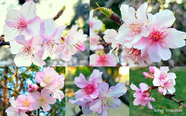 國父紀念館賞河津櫻(Prunus lannesiana cv. Kawazu-zakura at Sun Yat-Sen Memorial Hall), Taipei , Taiwan, SJKen, Jan 31, 2023.