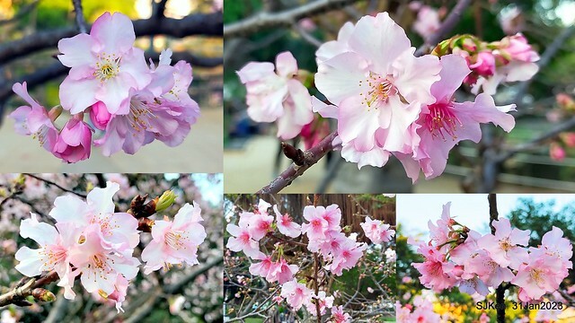 國父紀念館賞河津櫻(Prunus lannesiana cv. Kawazu-zakura at Sun Yat-Sen Memorial Hall), Taipei , Taiwan, SJKen, Jan 31, 2023.