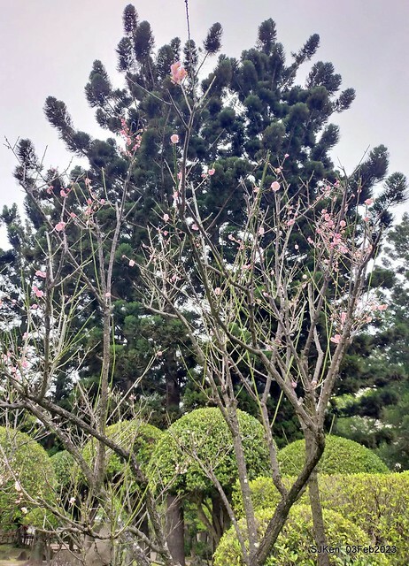 「中正紀念堂賞宮粉梅」 ( Flowering Apricots at CKS Memorial Hall), SJKen, Taipei, Taiwan, Feb 3. 2023 )