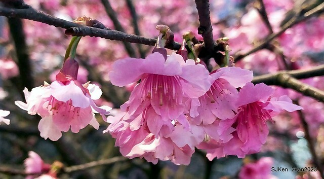 「2023內湖樂活公園賞夜櫻」(Cherryblossoms night scenery at Ne-hu park, Taipei, Taiwan, SJKen, Jan 29, 2023.